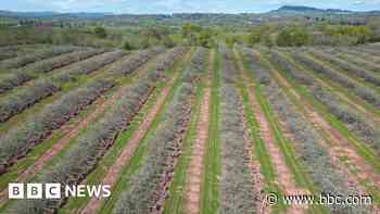 Cider giant chops down orchard to sell land