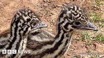 Emu chicks hatch at Scottish bird sanctuary