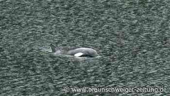 Retter glücklich: Orca-Kalb befreit sich aus Gefangenschaft
