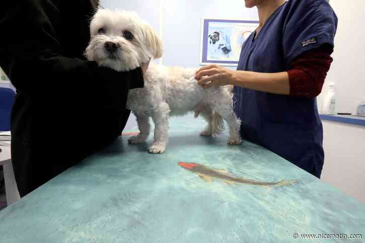 "On se rapproche de plus en plus de la médecine humaine": pourquoi les frais vétérinaires coûtent de plus en plus cher?
