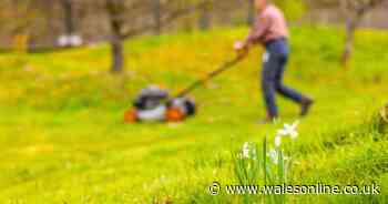 Gardening expert says 'avoid doing one thing with your lawn right now'