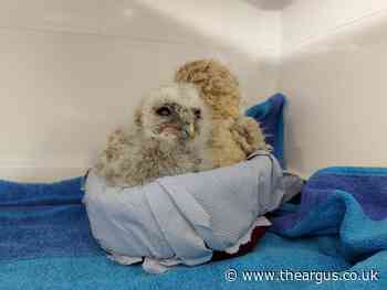 Sussex owl rescued after falling from nest into hedge