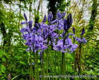 Take a walk among the beautiful bluebells this weekend in Warrington