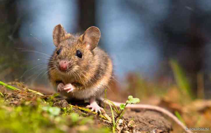 Wetenschappers creëren muizen met een ‘hybride brein’ dat deels muis, deels rat is (en dat biedt wellicht ook interessante mogelijkheden voor ons)