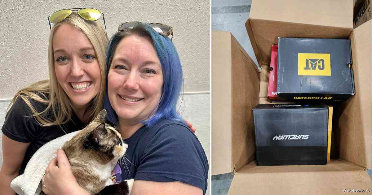Stowaway cat shipped 650 miles after sneaking into Amazon box