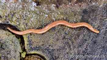 Invasive and toxic hammerhead worms make themselves at home in Ontario
