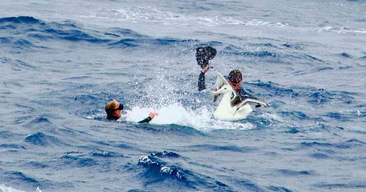 Intrepid explorer shares moment he is attacked by albatross - in the most remote location on Earth