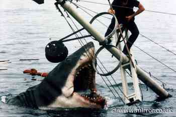 Bounty of $10,000 on shark that attacked Brit just like in Jaws is withdrawn