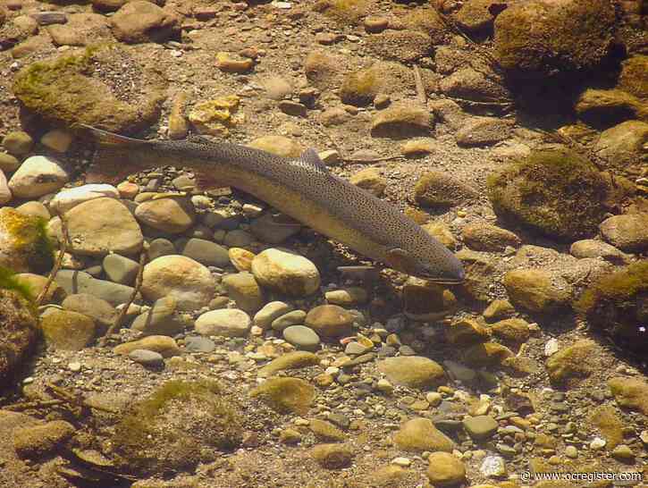 Here’s why steelhead trout’s endangered status could pump life into Southern California rivers