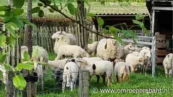 112-nieuws: voorbijgangers drijven schapen terug • Vertraging op de A59