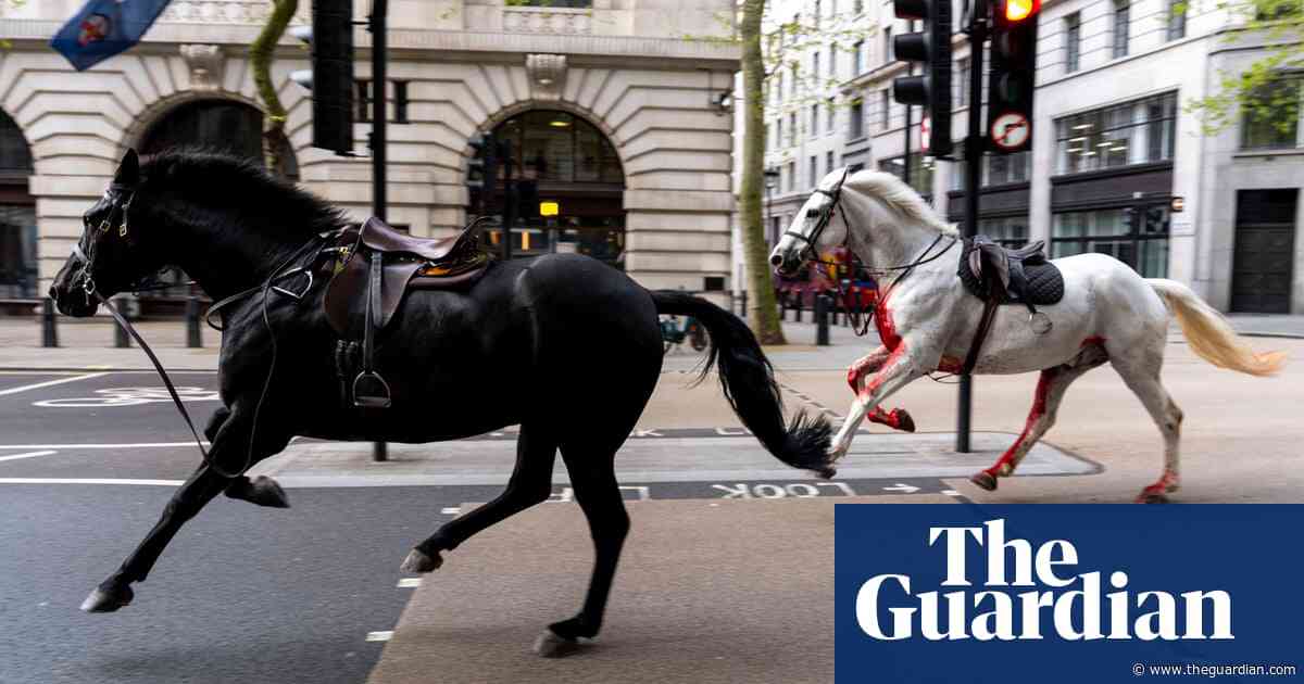 British army unsure if injured runaway horses will return to duties