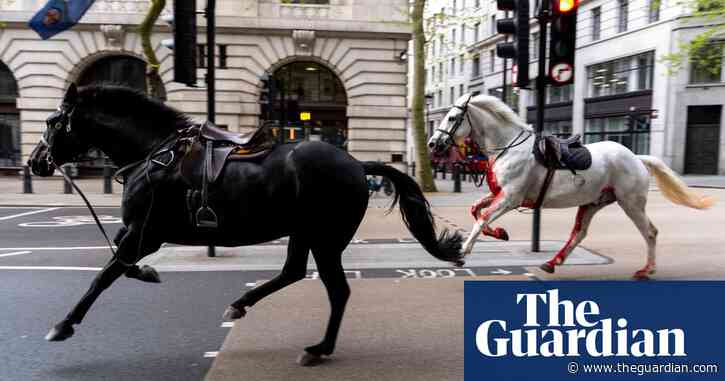 British army unsure if injured runaway horses will return to duties