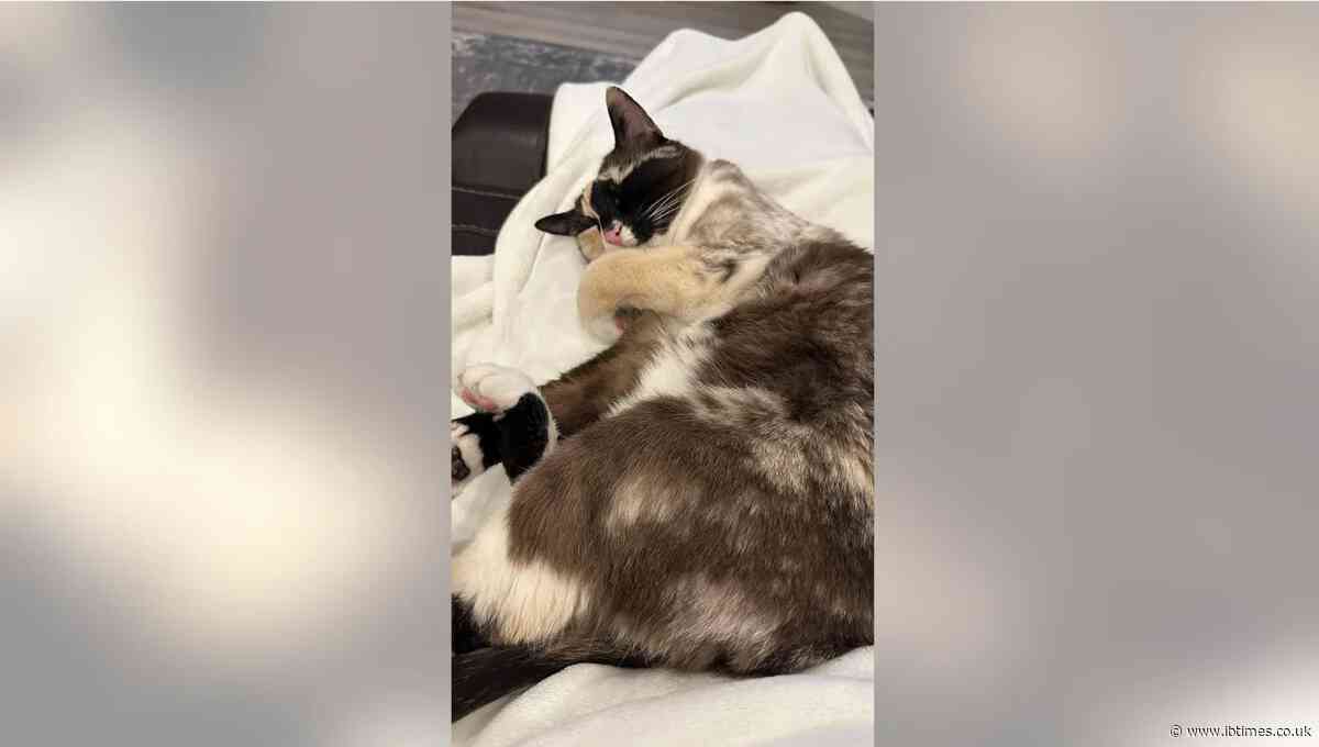 Utah Couple Doesn't Know Cat Jumped Into Amazon Package, Accidentally Ships It to California