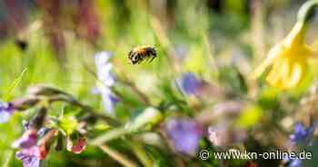 Gartenarbeit im Mai: Eisheilige, Sommerblüher, Flieder - was jetzt ansteht