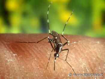 Zanzara della malaria trovata in Italia dopo 50 anni: la scoperta in Puglia