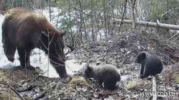 B.C. man captures video of 2 bear cubs waking from winter slumber
