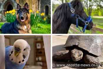Colchester: readers' cute pets for National Pet Month