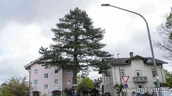 BfW und CSU verhindern Baumschutzverordnung