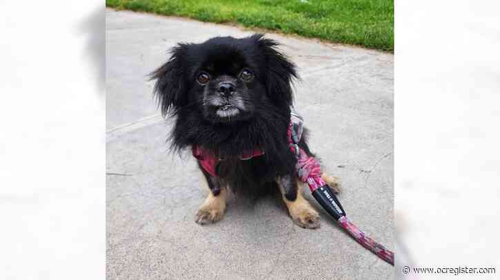 Sweet Tibetan spaniel Ollie will shower you with love