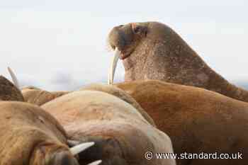 Tourist fined for getting too close to Walrus in Norway