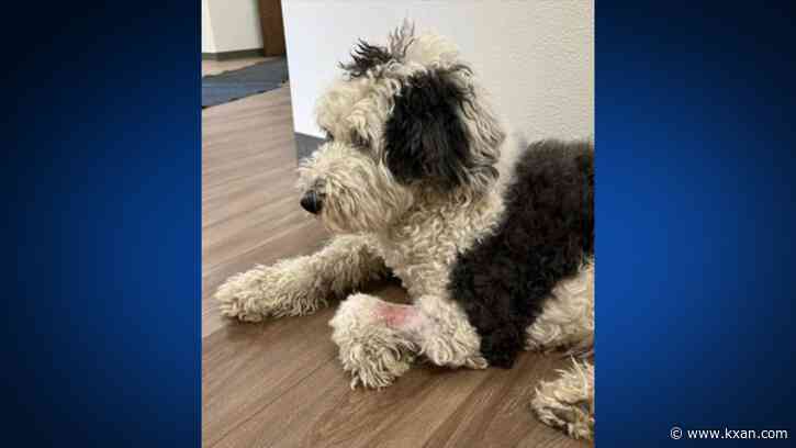 Dog recovering after being exposed to methamphetamine at Texas thrift store