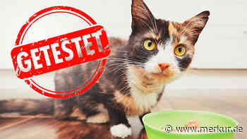 Katzenfutter im Test: „Gesundheitliche Folgen“ – teure Top-Marken fallen durch
