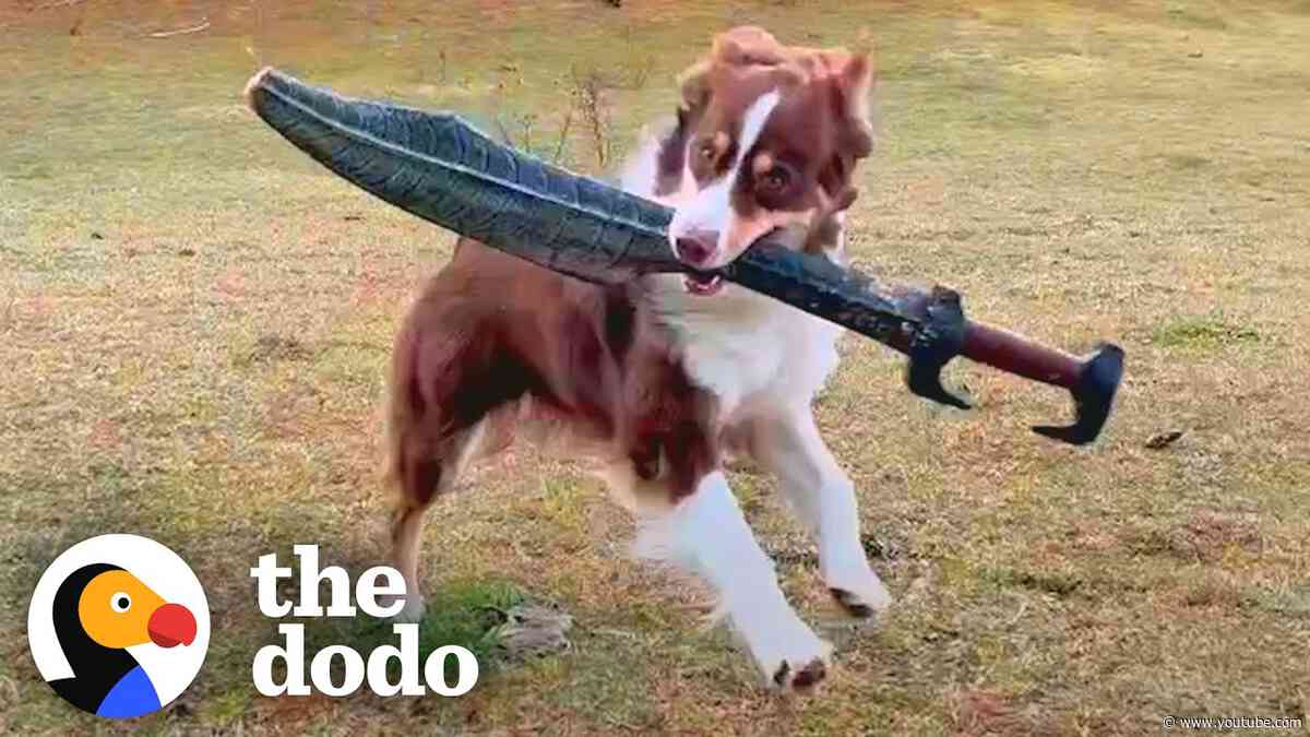 Sword Fighting Dog's Special Sword Breaks! | The Dodo