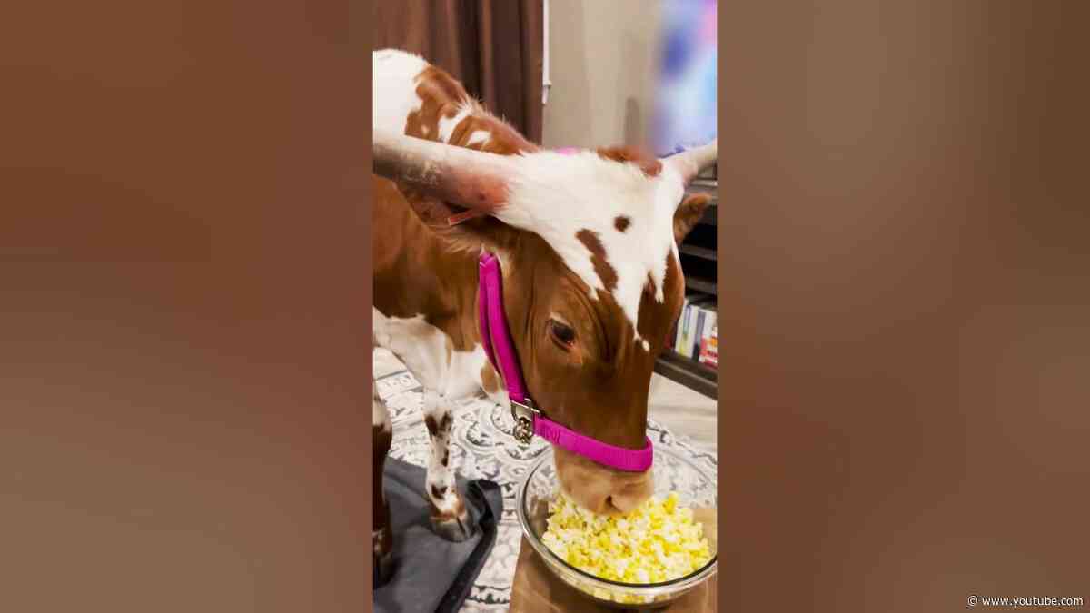 Cow Walks Into The House To Hang With Mom | The Dodo