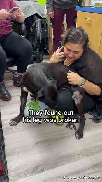 Dog Abandoned In Dumpster Gets A New Family | The Dodo