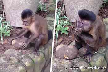 Slim aapje probeert kokosnoot te openen met grote steen, tot hilariteit bij toerist