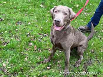 Could you give a home to boisterous, happy Labrador Milo?