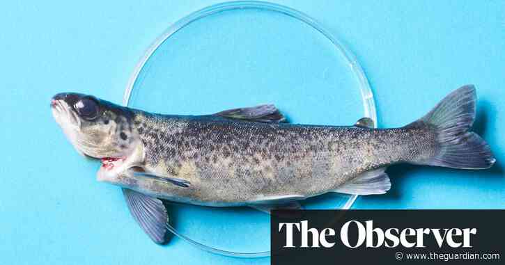 From petri dish to plate: meet the company hoping to bring lab-grown fish to the table
