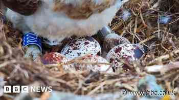 Fourth osprey egg surprises researchers