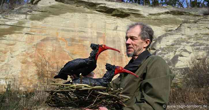 Waldrapp-Attrappe wirkt: Vögel nisten in Bodensee-Felswand