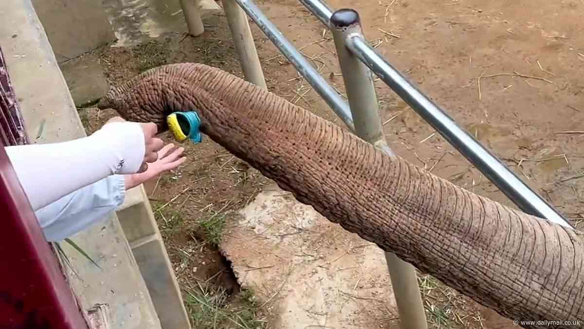 Adorable moment elephant returns toddler's shoe after it falls into zoo enclosure