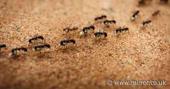 Expert's simple ways to get rid of ants from your garden and stop them coming back