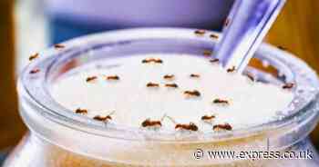 Get rid of ants in your home for good using 3 cheap and effective kitchen ingredients