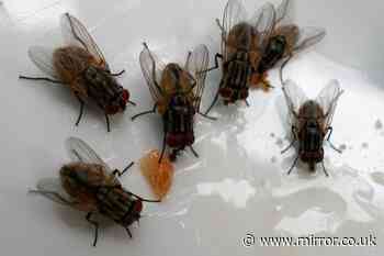 'Obscure' and cheap fly trapping method gets rid of nasty infestations