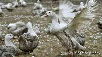 Grippe aviaire: le niveau de risque abaissé à "négligeable" en France, grâce notamment à la vaccination des canards