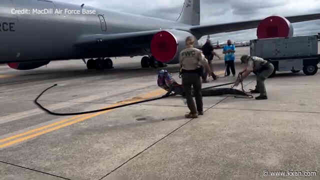 Massive alligator blocks plane at Air Force base in Florida, fights with wildlife officers