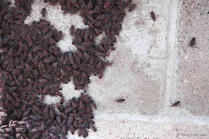 Have these bugs infiltrated your home? Here's what you should know