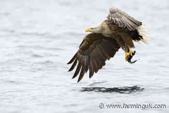 Scottish sheep farmers receive funds to combat sea eagle attacks