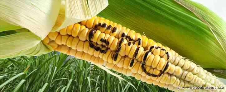 Mexico’s Struggle Against Imposition of GM Corn by USA Needs Wide Support as People’s Basic Right to Safe Food Is Threatened