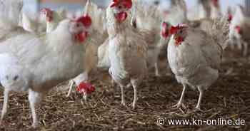 Studie: Auch Hühner werden rot, wenn sie sich aufregen