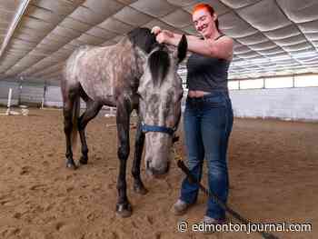 'Those eyes': City girl turns love of horses into Edmonton-based equine therapist career