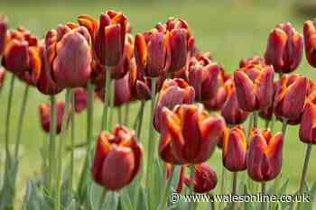 Gardening expert explains the exact time you should deadhead tulips to get perfect future blooms