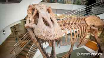 New U of A research questions T. Rex intelligence, culture-building