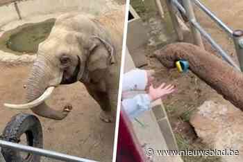 Aandoenlijk: slimme olifant geeft schoen van kleuter terug nadat die in zijn verblijf was gevallen