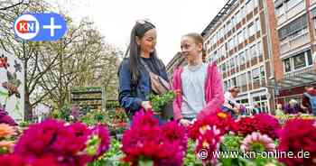 Kiel blüht auf: Frühlingsmarkt lockt zahlreiche Besucher in Innenstadt