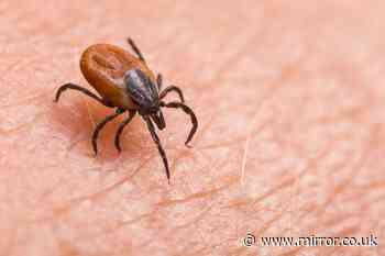 Brits warned of rise in ticks carrying potentially fatal diseases due to climate change